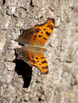 Eastern Comma 2943